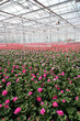 Greenhouse Flowers