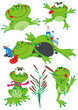 Funny Frogs