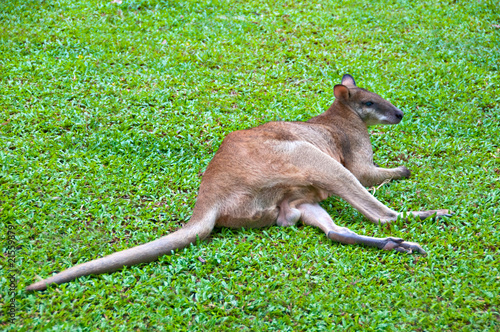 Photo: kangaroo kangaroo