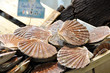 Coquilles Saint-Jacques Coquilles Saint-Jacques