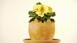 plant egg turning full