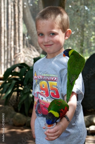 Photo: Lorikeets Lorikeets