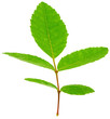 feuille composée de schinus, fond blanc