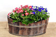 Cinerarie senecio cruentus Blume
