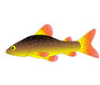 colorful fish colorful fish