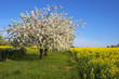 Blühender Apfelbaum