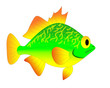 colorful fish colorful fish