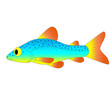 fish fish