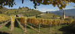 Weinbaugebiet