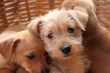 Pets dog for broun post card
