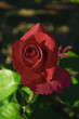 Capullo de rosa