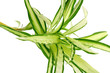 Phalangère Chlorophytum comosum, fond blanc