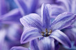 Hyacinth