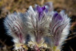pasqueflowers