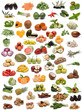 Frutas, verduras y especias.
