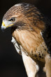 Red Tailed Hawk