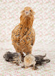 Pretty chicken