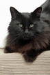 Chat noir aux yeux verts (mâle adulte/senior)