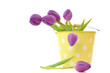 Wet Purple Tulips