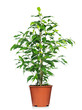 Green ficus tree in a brown pot.