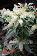 Pieris japonica  (flaming sliver), lily of the valley shrub