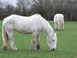 Percherons broutant
