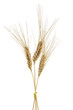 Spighe di Grano 01 03 10