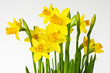 Osterglocke, Daffodil