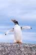 gentoo penguin gentoo penguin