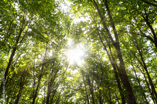Photo: Forest Forest