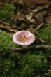 Champignon