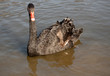 Black swan (Cygnus atratus) in a lake