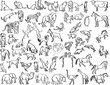 Vector: Sketches of animals Sketches of animals