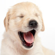 puppy-dog