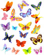 set of different butterflies