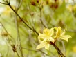 Azalea in the garden Azalea in the garden