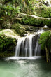 Photo: A waterfall in a rainforest A waterfall in a rainforest