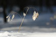 Plant in winter