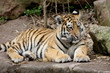 Sibirischer Tiger