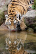 Sibirischer Tiger