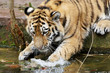Sibirischer Tiger