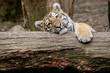 Sibirischer Tiger