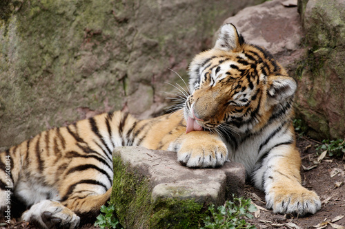 Foto: Sibirischer Tiger Sibirischer Tiger