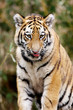 Sibirischer Tiger