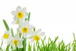 white daffodils