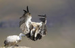 The Cape Griffon or Cape Vulture