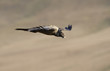 Lammergeyer or Bearded Vulture
