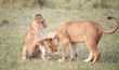 Lion cub (panthera leo) close-up