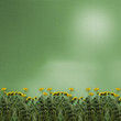 Green abstract background with flowers of dandelion Green abstract background with flowers of dandelion