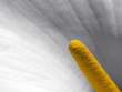 Zantedeschia Aethiopica